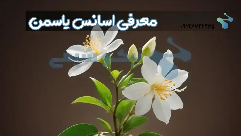 اسانس گل یاسمن دارای خواص بسیاری است که در صنایع مختلف به کار می رود