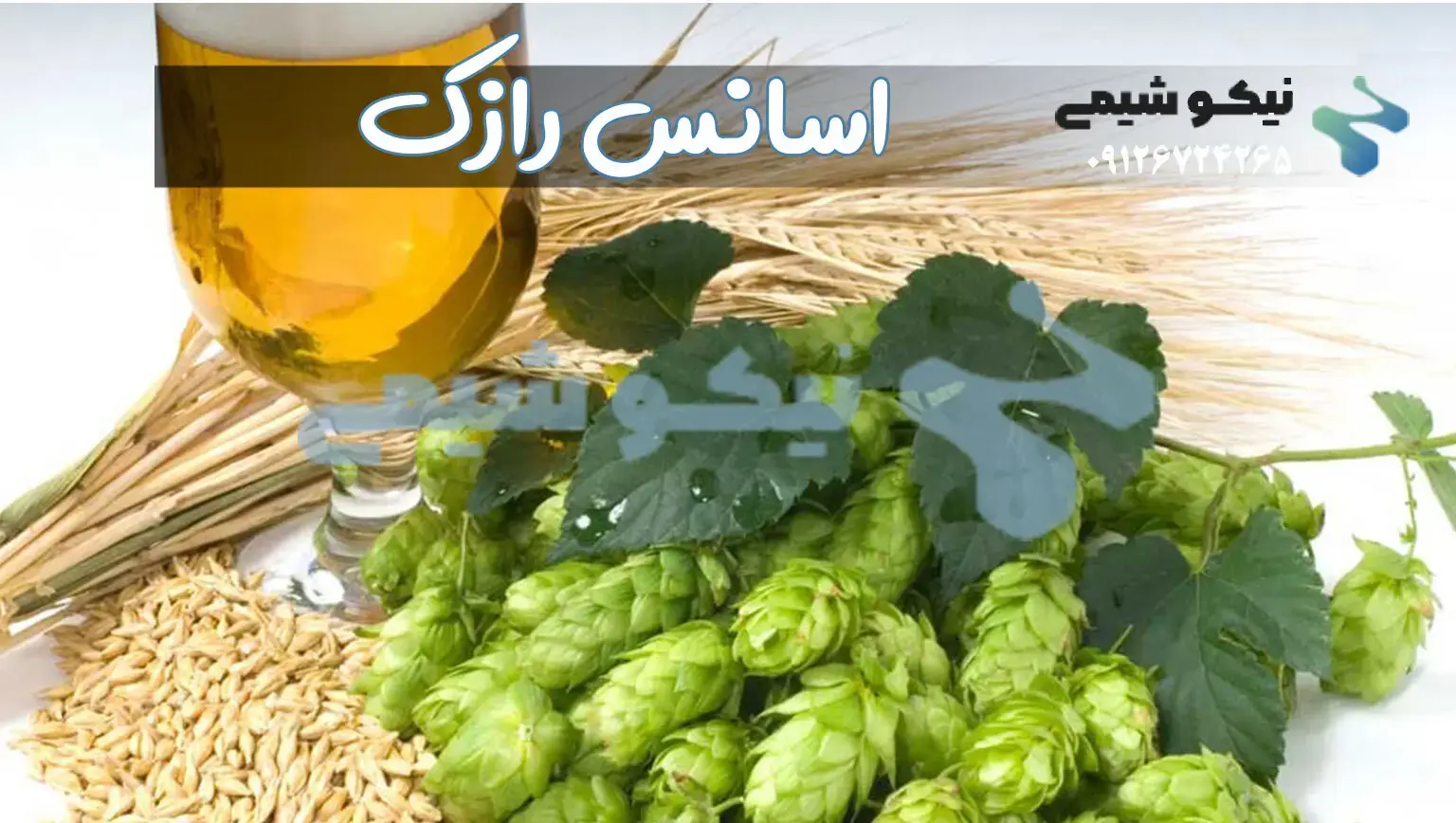 اسانس رازک گیاهی و خوراکی زیر نظر وزارت غذا و دارو | اسانس رازک از کجا تهیه کنم ؟ خرید اسانس Common hop 09126724265