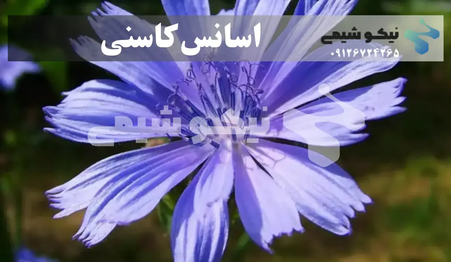 اسانس کاسنی