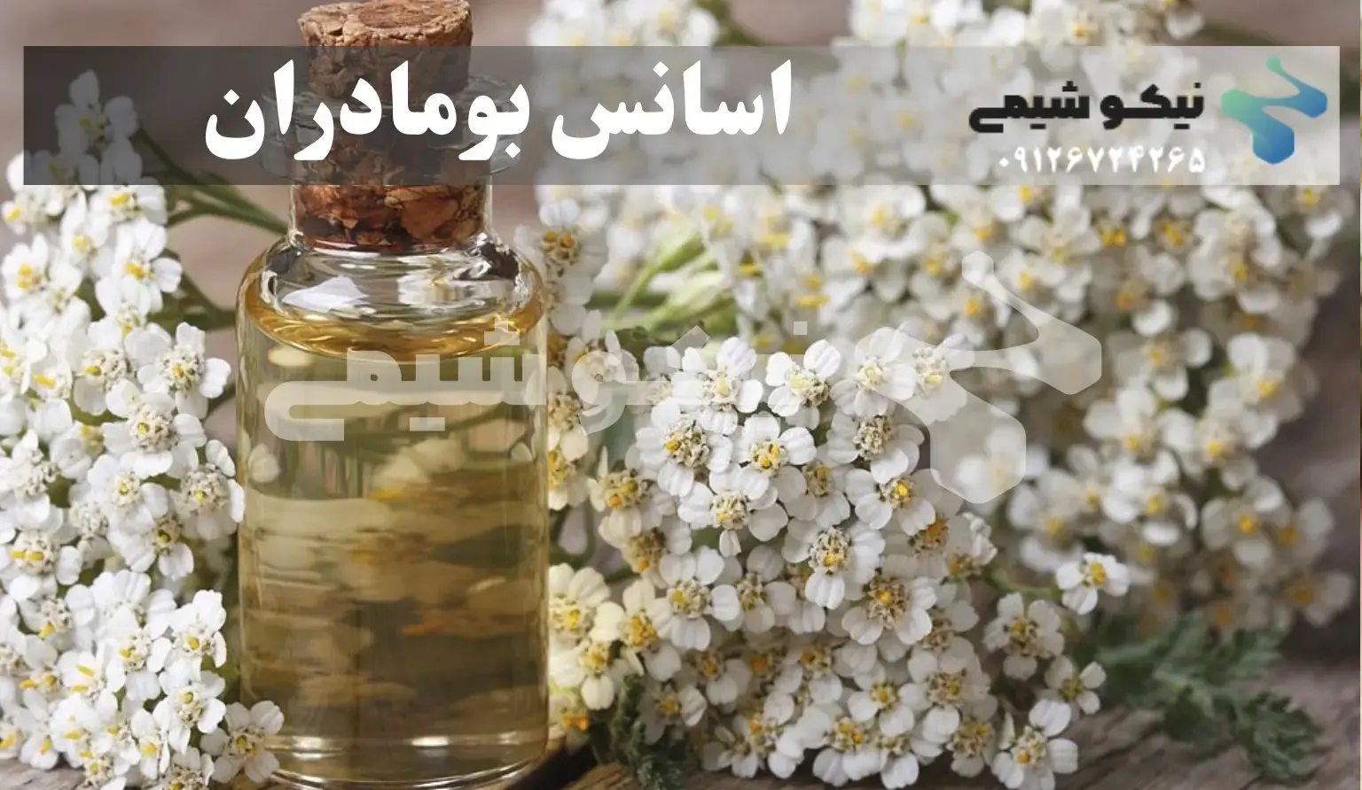اسانس بومادران