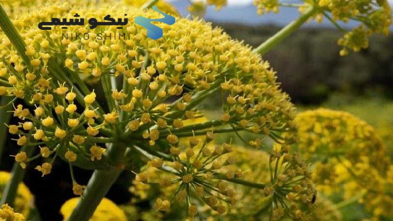 اسانس باریجه چیست | خرید اسانس باریجه